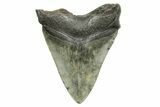 Fossil Megalodon Tooth - South Carolina #374708-1